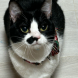 5月19日ひたちなか店に参加するTeam.ホーリーキャットの保護猫07