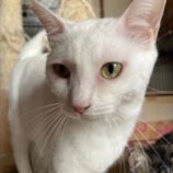 5月19日ひたちなか店に参加するTeam.ホーリーキャットの保護猫08