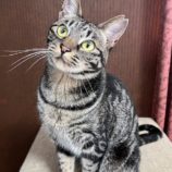 5月19日ひたちなか店に参加するTeam.ホーリーキャットの保護猫09