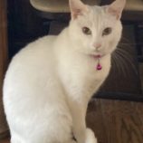 5月19日ひたちなか店に参加するTeam.ホーリーキャットの保護猫10