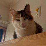 5月19日ひたちなか店に参加するTeam.ホーリーキャットの保護猫11