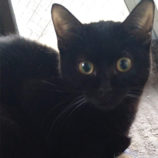 5月19日ひたちなか店に参加するTeam.ホーリーキャットの保護猫12