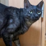 5月19日ひたちなか店に参加するTeam.ホーリーキャットの保護猫13