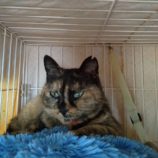 5月19日ひたちなか店に参加するTeam.ホーリーキャットの保護猫14