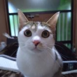 5月4日市原店に参加する花ねこ千葉の保護猫01