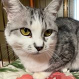 5月4日市原店に参加する花ねこ千葉の保護猫02