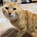 5月4日市原店に参加する花ねこ千葉の保護猫03