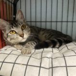 5月4日市原店に参加する花ねこ千葉の保護猫04