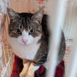 5月4日市原店に参加する花ねこ千葉の保護猫06