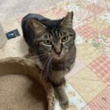 5月4日市原店に参加する花ねこ千葉の保護猫07