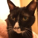 5月4日市原店に参加する花ねこ千葉の保護猫08