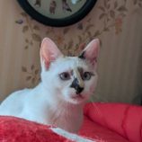 5月4日市原店に参加する花ねこ千葉の保護猫09