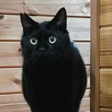 5月25日君津店に参加する富津ねこネットの保護猫01