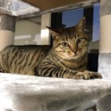 5月25日君津店に参加する富津ねこネットの保護猫02