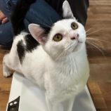 5月25日君津店に参加する富津ねこネットの保護猫03