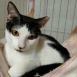 5月25日君津店に参加する富津ねこネットの保護猫04