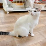 5月25日君津店に参加する富津ねこネットの保護猫05