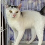 5月25日君津店に参加する富津ねこネットの保護猫06