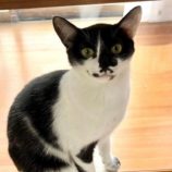 5月25日君津店に参加する富津ねこネットの保護猫10