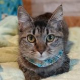 6月2日守谷店に参加するにゃんこの大冒険の保護猫02