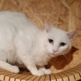 6月2日守谷店に参加するにゃんこの大冒険の保護猫03