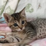 6月2日守谷店に参加するにゃんこの大冒険の保護猫04