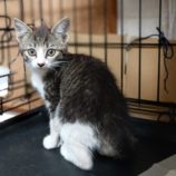 6月2日守谷店に参加するにゃんこの大冒険の保護猫05