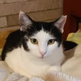 6月2日守谷店に参加するにゃんこの大冒険の保護猫06