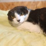 6月2日守谷店に参加するにゃんこの大冒険の保護猫07