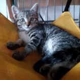 6月2日守谷店に参加するにゃんこの大冒険の保護猫08