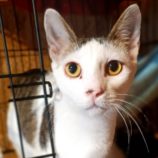 6月2日守谷店に参加するにゃんこの大冒険の保護猫09