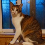 6月2日守谷店に参加するにゃんこの大冒険の保護猫10