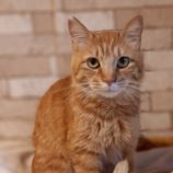 6月2日守谷店に参加するにゃんこの大冒険の保護猫11