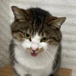 5月12日新田店に参加する猫のへやの保護猫01