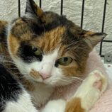 5月12日新田店に参加する猫のへやの保護猫03