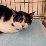 5月12日新田店に参加する猫のへやの保護猫05