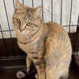 5月12日新田店に参加する猫のへやの保護猫06