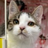 5月12日新田店に参加する猫のへやの保護猫07