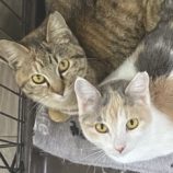 5月12日新田店に参加する猫のへやの保護猫09