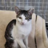 5月19日新田店に参加する猫びよりの保護猫01