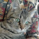 5月19日新田店に参加する猫びよりの保護猫02