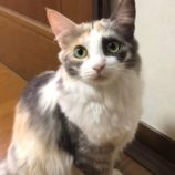 5月19日新田店に参加する猫びよりの保護猫03