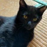 5月19日新田店に参加する猫びよりの保護猫04