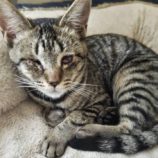 5月19日新田店に参加する猫びよりの保護猫05