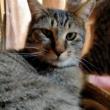 5月19日新田店に参加する猫びよりの保護猫06