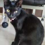 5月19日新田店に参加する猫びよりの保護猫07