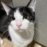 5月19日新田店に参加する猫びよりの保護猫08