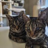 5月1日新田店に参加する猫びよりの保護猫09