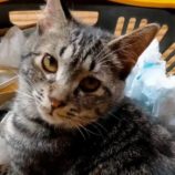 5月19日新田店に参加する猫びよりの保護猫10