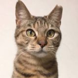 5月19日新田店に参加する猫びよりの保護猫12